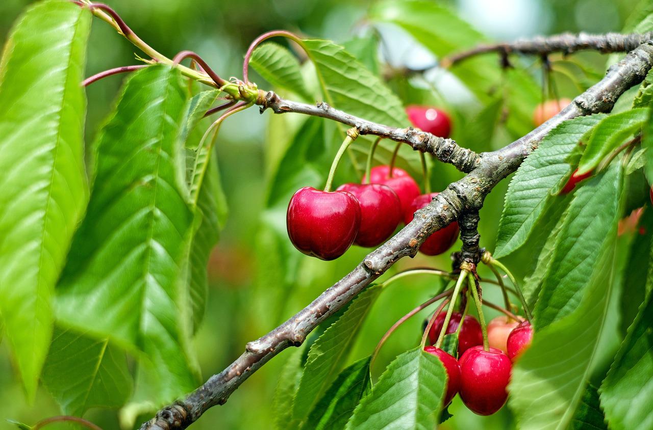 Ekološki uvjeti za uzgoj trešnje